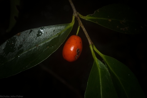 Elaeodendron australe (Red-fruited Olive Plum) (alternate view 6)