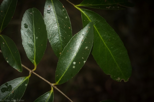 Elaeodendron australe (Red-fruited Olive Plum) (alternate view 7)