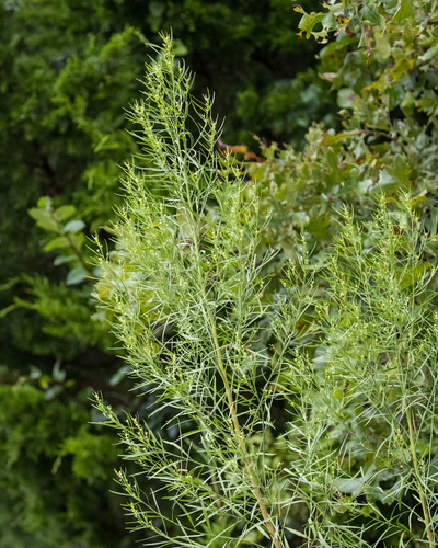 Baccharis neglecta (Poverty Weed) (alternate view 5)