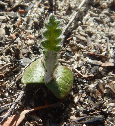 Banksia ornata (Desert Banksia) (alternate view 4)