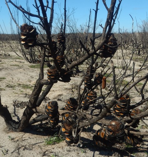 Banksia ornata (Desert Banksia) (alternate view 5)
