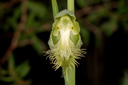 Calochilus campestris (copper beard orchid) (alternate view 3)