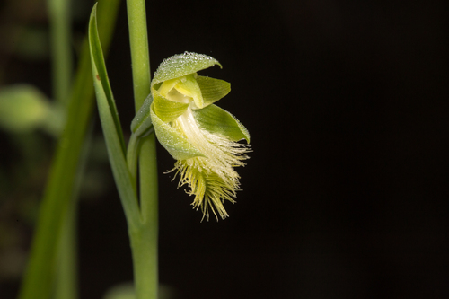 Calochilus campestris (copper beard orchid) (alternate view 4)