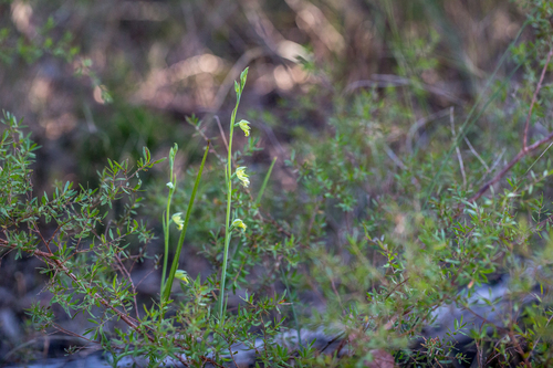 Calochilus campestris (copper beard orchid) (alternate view 5)
