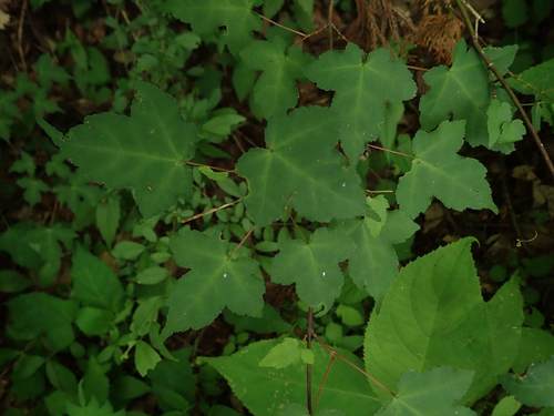 Acer crataegifolium (Hawthorn-leaved Maple) (alternate view 2)