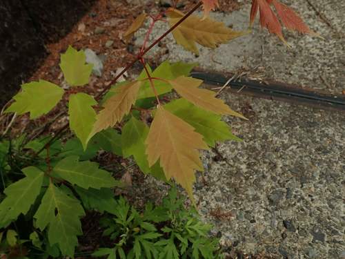 Acer cissifolium (Ivy-leaved Maple) (alternate view 4)