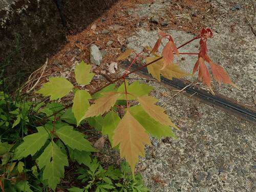 Acer cissifolium (Ivy-leaved Maple) (alternate view 3)