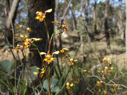 Diuris pardina (Leopard Orchid) (alternate view 10)