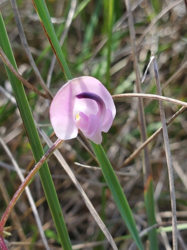 Strophostyles helvola (trailing fuzzy-bean) (alternate view 2)