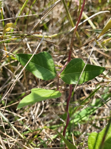 Strophostyles helvola (trailing fuzzy-bean) (alternate view 3)