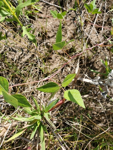 Strophostyles helvola (trailing fuzzy-bean) (alternate view 4)
