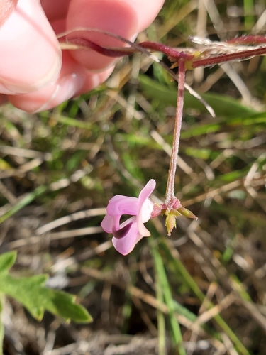 Strophostyles helvola (trailing fuzzy-bean) (alternate view 5)