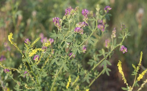 Medicago sativa (Alfalfa)