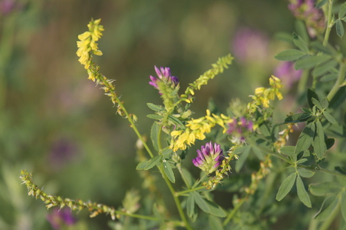 Medicago sativa (Alfalfa)