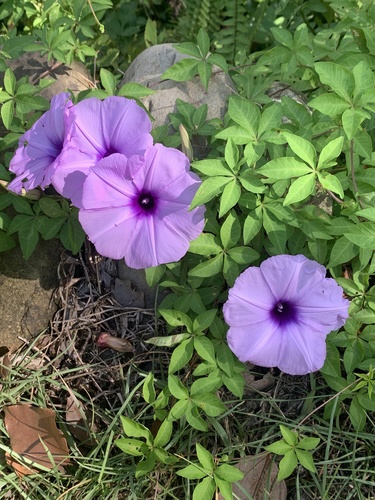 Ipomoea cairica (Mile-a-minute vine)