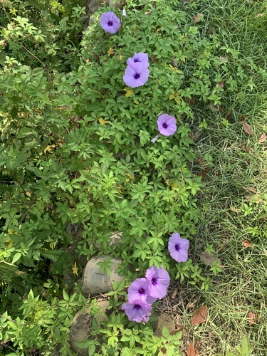 Ipomoea cairica (Mile-a-minute vine)
