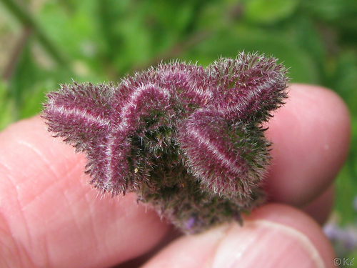 Verbena lasiostachys (western vervain)