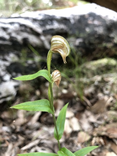 Pterostylis vittata (Banded Greenhood)