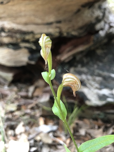 Pterostylis vittata (Banded Greenhood) (alternate view 2)
