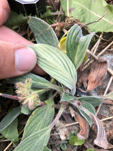 Phacelia hastata (Silverleaf phacelia) (alternate view 3)