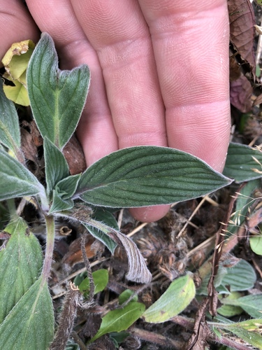 Phacelia hastata (Silverleaf phacelia) (alternate view 2)
