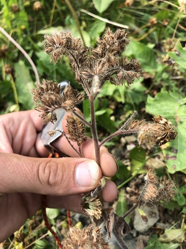 Phacelia hastata (Silverleaf phacelia) (alternate view 5)