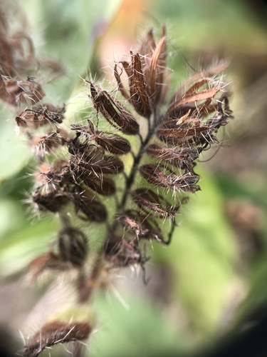 Phacelia hastata (Silverleaf phacelia) (alternate view 4)
