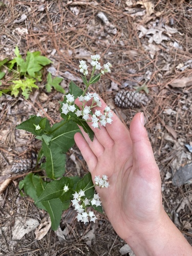 Parthenium integrifolium (wild quinine) (alternate view 8)