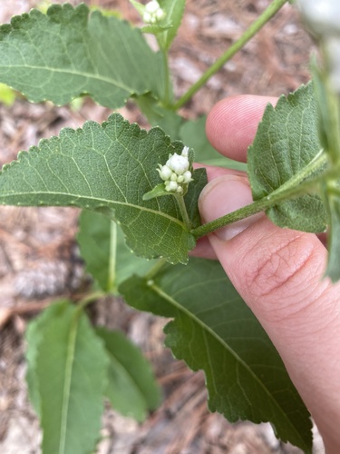 Parthenium integrifolium (wild quinine) (alternate view 9)