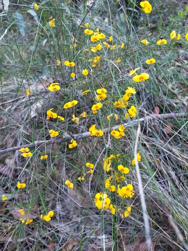Dillwynia retorta (heathy parrot pea) (alternate view 3)