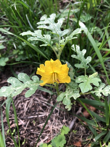 Solanum rostratum (buffalobur) (alternate view 5)