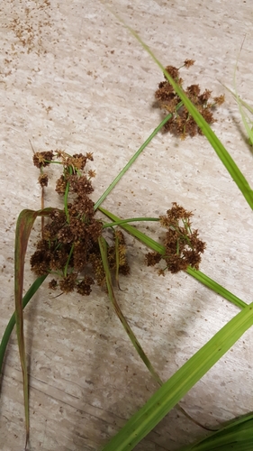 Scirpus (Scirpus Bulrushes) (alternate view 5)