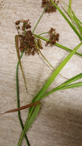Scirpus (Scirpus Bulrushes) (alternate view 6)