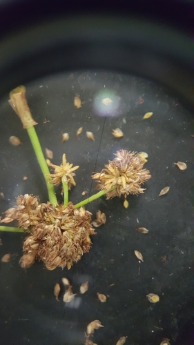 Scirpus (Scirpus Bulrushes) (alternate view 7)