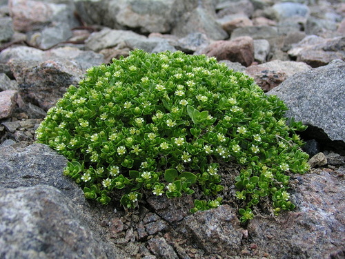 Honckenya peploides (Sea Sandwort)