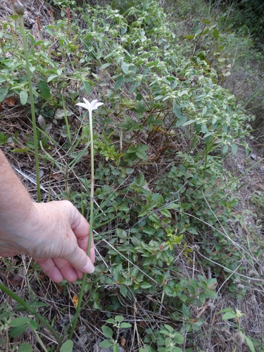 Zephyranthes chlorosolen (Brazos rain-lily) (alternate view 4)