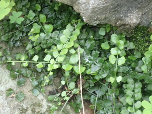 Asplenium flabellifolium (Necklace Fern) (alternate view 2)