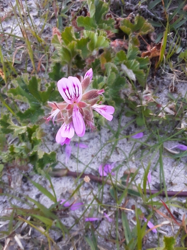 Pelargonium capitatum (rose-scented geranium) (alternate view 3)