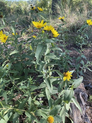 Helianthus hirsutus (stiff-hair sunflower) (alternate view 5)