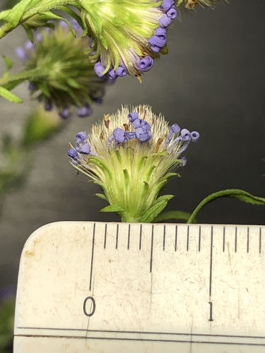 Symphyotrichum subspicatum (Douglas' aster) (alternate view 5)