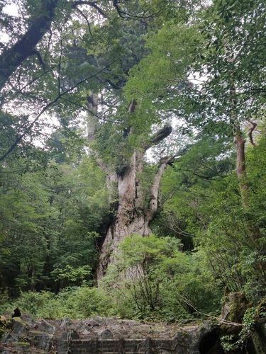 Cryptomeria japonica (Japanese Cedar)