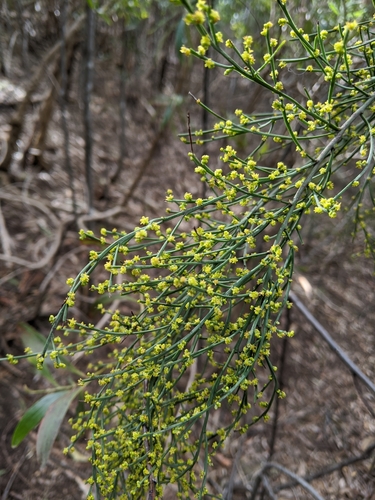 Exocarpos strictus (Pale-fruit Ballart) (alternate view 5)
