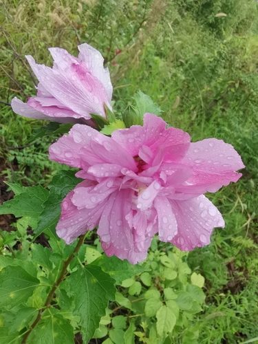 Hibiscus syriacus (Rose of Sharon) (alternate view 4)