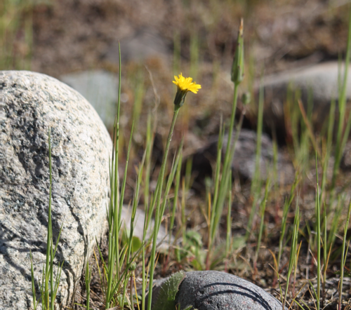 Hypochaeris glabra (Smooth Cat's Ear)