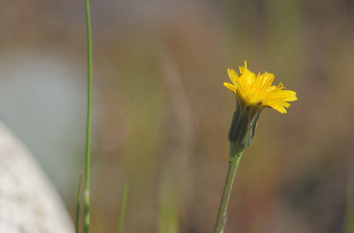 Hypochaeris glabra (Smooth Cat's Ear) (alternate view 2)