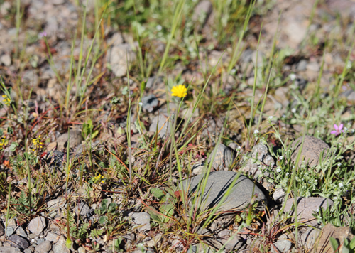 Hypochaeris glabra (Smooth Cat's Ear) (alternate view 3)