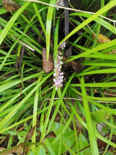 Liriope spicata (Creeping Lilyturf)