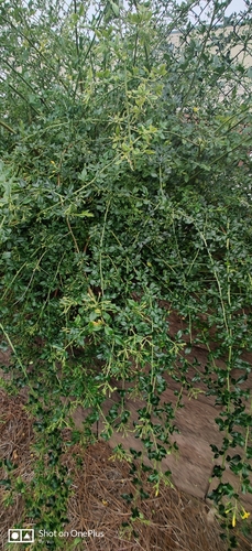 Jasminum nudiflorum (winter jasmine) (alternate view 3)