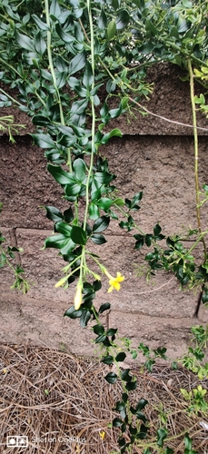 Jasminum nudiflorum (winter jasmine) (alternate view 4)