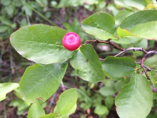 Vaccinium membranaceum (Black Huckleberry) (alternate view 5)